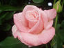 Mary McKillop rose photo