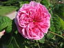 Reine des Amateurs rose photo