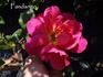 Fandango rose photo