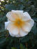 Buttercream China rose photo