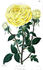 Smithii rose photo