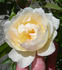 Callista rose photo