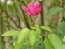 Beauty of Glenhurst rose photo