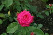 Jennie Butchart rose photo