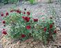 My Valentine ™ rose photo