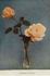 Marquise de Sinéty rose photo
