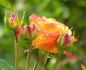 Herero rose photo
