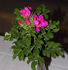 R. marrettii rose photo