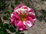 Calypso rose photo