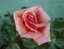 Taffeta rose photo