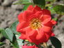 Sheri Anne rose photo
