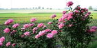 Pink Ocean ® rose photo