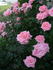 Pink Ocean ® rose photo