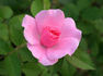 Ellen's Joy rose photo