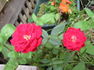 Red Rover rose photo