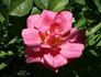 Sevilliana rose photo