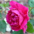 Duc de Bragance rose photo