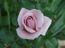 Baby Talk rose photo