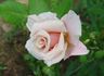 Oyster Pearl rose photo