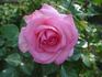 Bridal Shower ™ rose photo