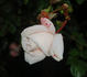 Weisse New Dawn rose photo