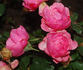Rosamunde rose photo