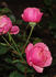 Rosamunde rose photo