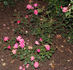 Rosamunde rose photo