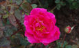 Bern ® rose photo