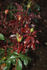 Permoser rose photo