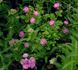 Sweet Pea rose photo