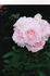 Björn Boy rose photo