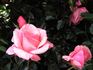 My Amore rose photo