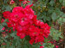Rosorum rose photo