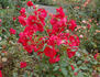 Rosorum rose photo