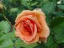 Apricot Passion ™ rose photo