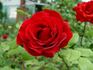 Cara Mia rose photo