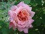 Good News rose photo
