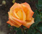 Jura rose photo