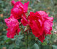 Sangerhausen rose photo