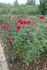 Sangerhausen rose photo