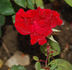 Herzblut rose photo