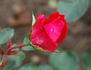 Mignon rose photo