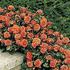 Apricot Princess rose photo