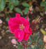 Koralle rose photo