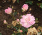 Sheelagh Baird rose photo