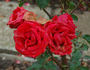 Aladin rose photo