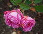Mademoiselle Louise Chabrier rose photo
