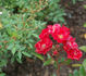 Rudi Korte rose photo