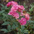 Frau Anna Pasquay rose photo